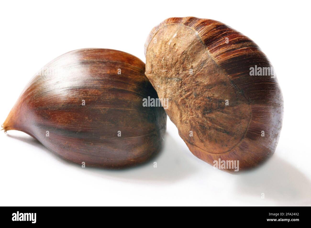 Spanish chestnut, sweet chestnut (Castanea sativa), two seeds, cut-out Stock Photo