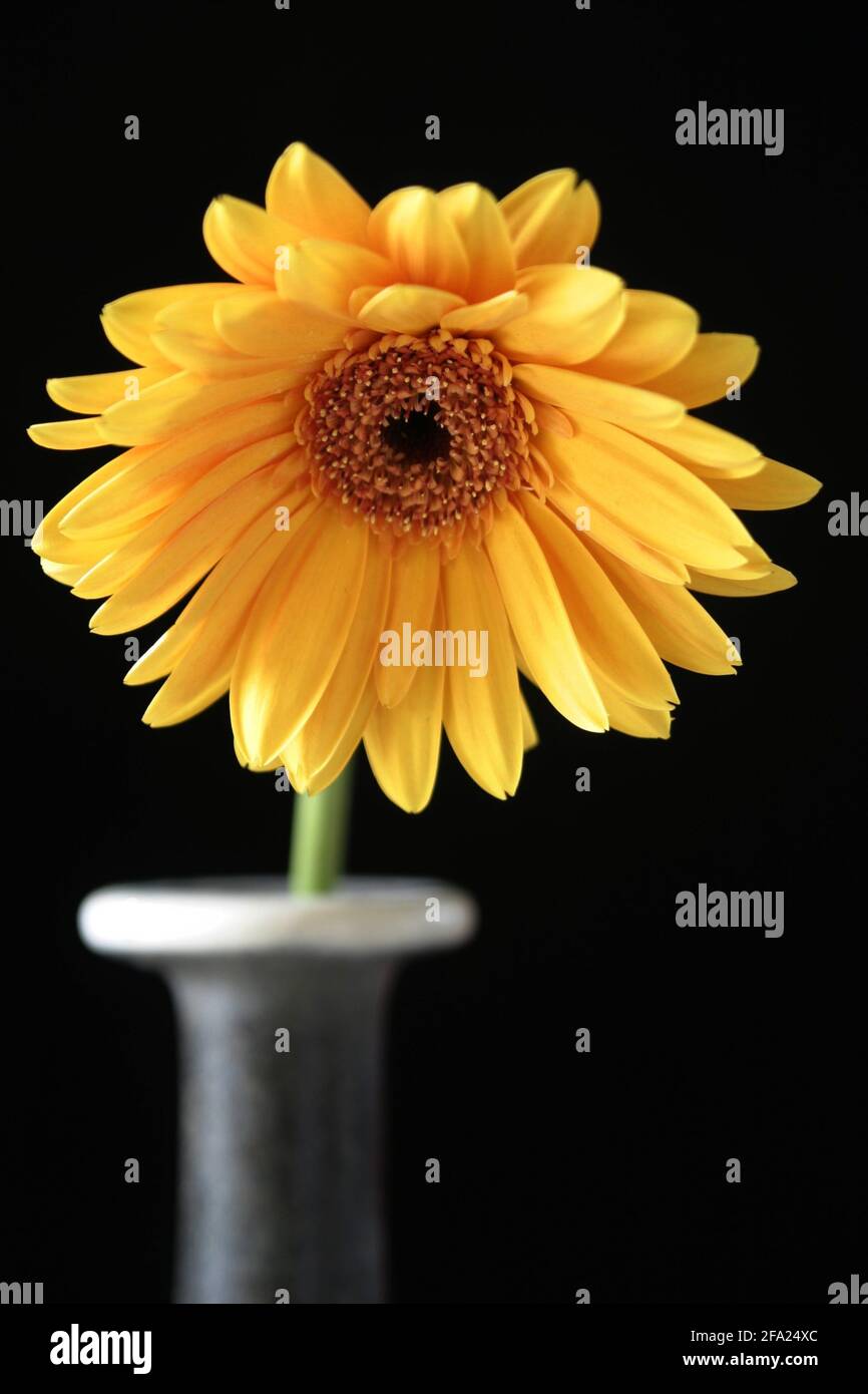 Barebeton Daisy, Gerbera, Transvaal Daisy, Gerbera Daisy (Gerbera jamesonii), gerbera in a vase Stock Photo