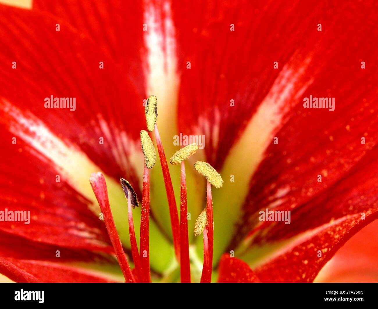 amaryllis (Hippeastrum hybride), flowers Stock Photo
