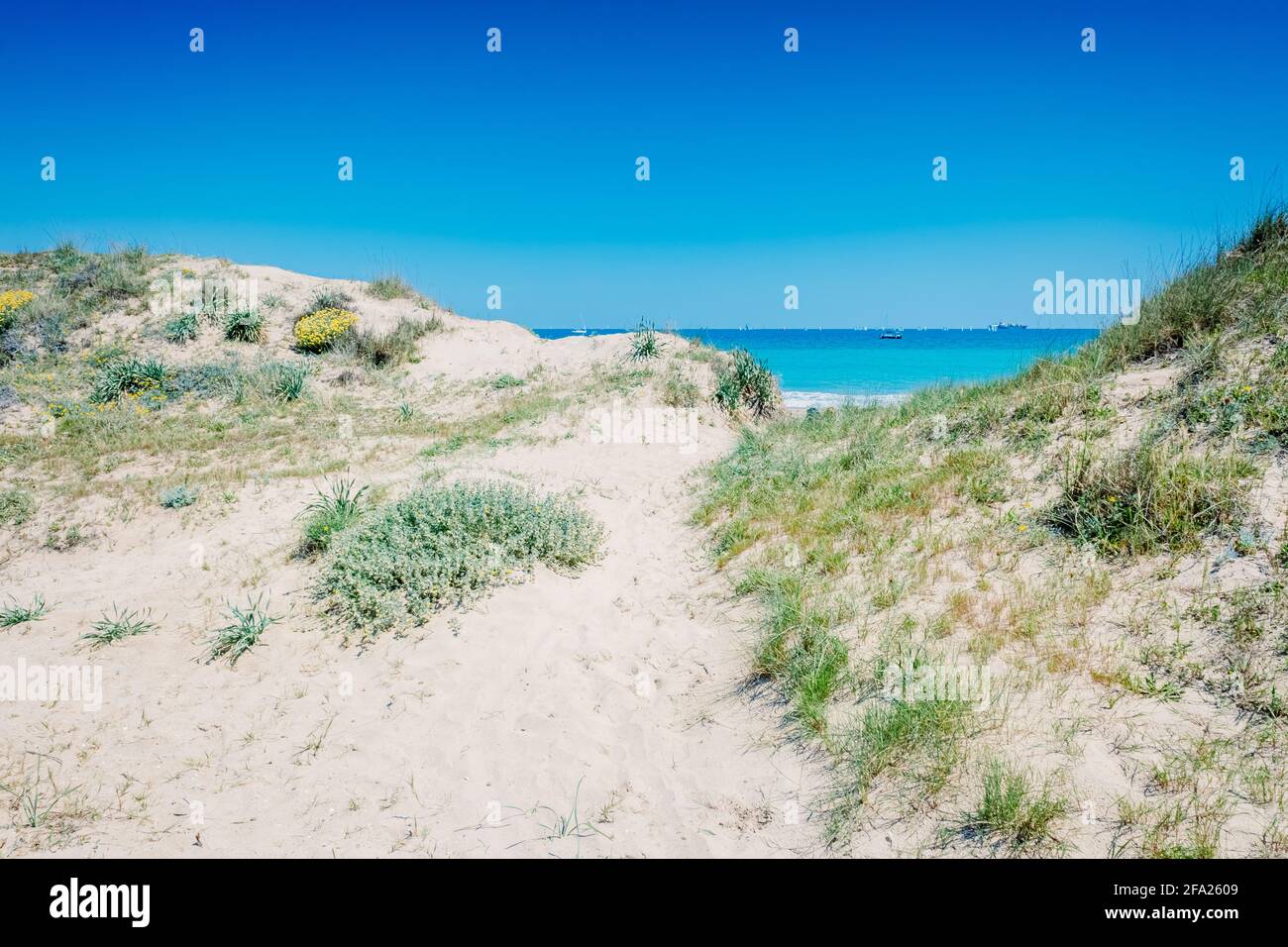 Sand dunes with plants by the sea in a protected natural area in El Saler, Valencia. Stock Photo