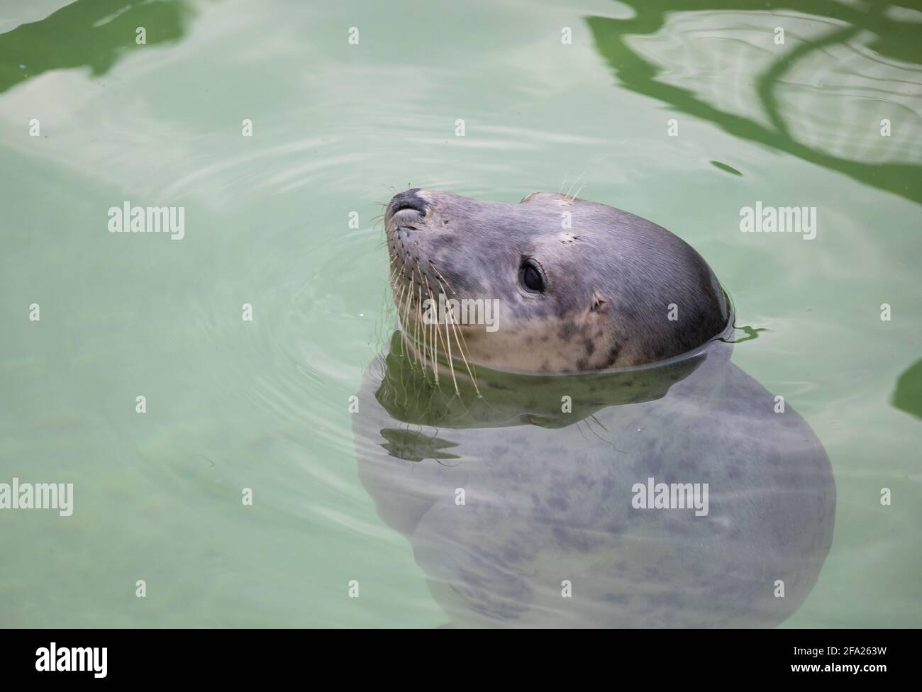 Close up of a Seal at The Cornish Seal Sanctuary in Gweek, Cornwall ...