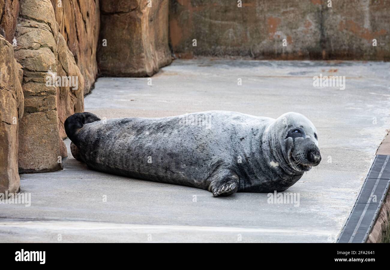The Cornish Seal Sanctuary High Resolution Stock Photography and Images ...