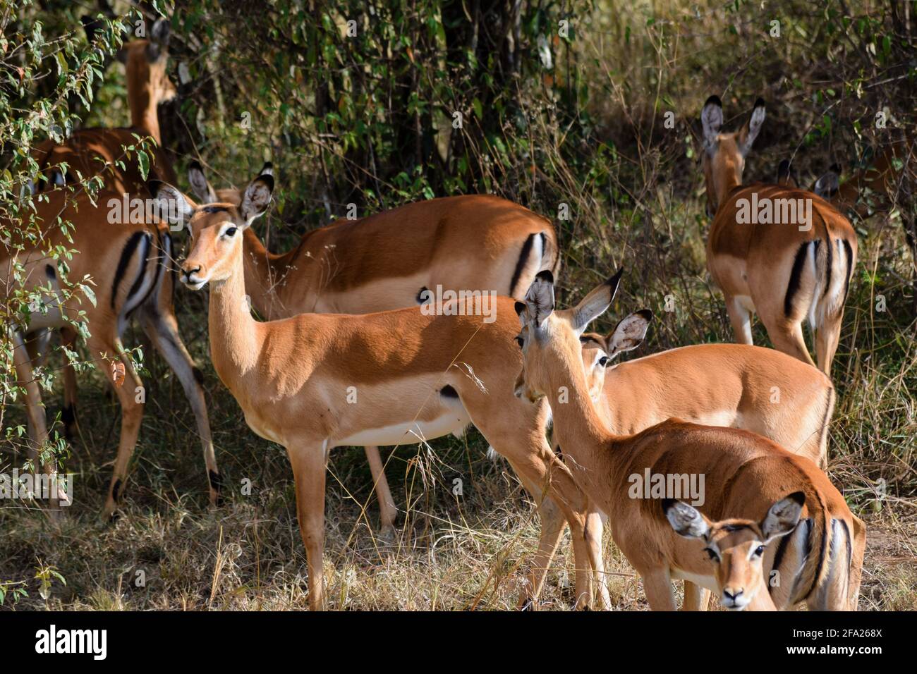 Gazelle de thomson hi-res stock photography and images - Alamy