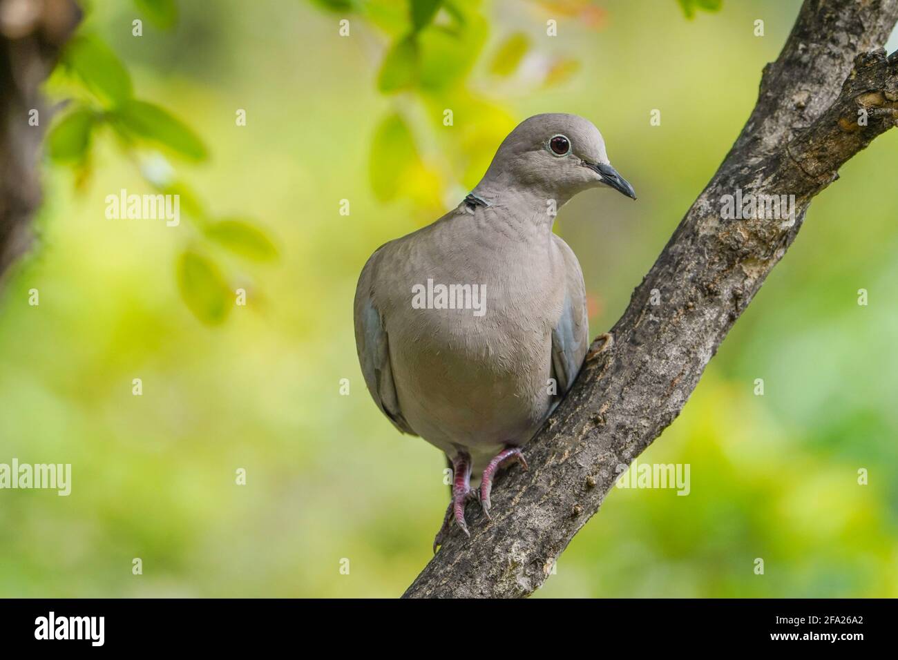 Eurasian collared dove, Streptopelia decaocto perched, in a garden, Andalusia, Spain. Stock Photo