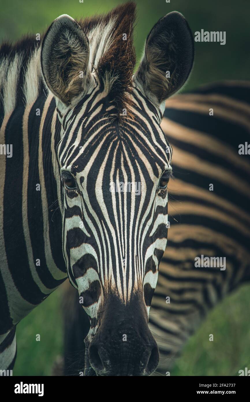 Closeup of a Burchell's zebra looking into the camera with a zebra ...
