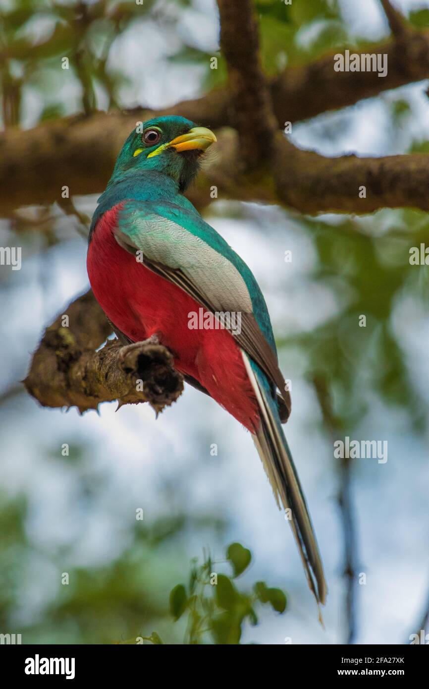 Portrait of a beautiful Narina Trogon sitting on a branch, South Africa. Stock Photo