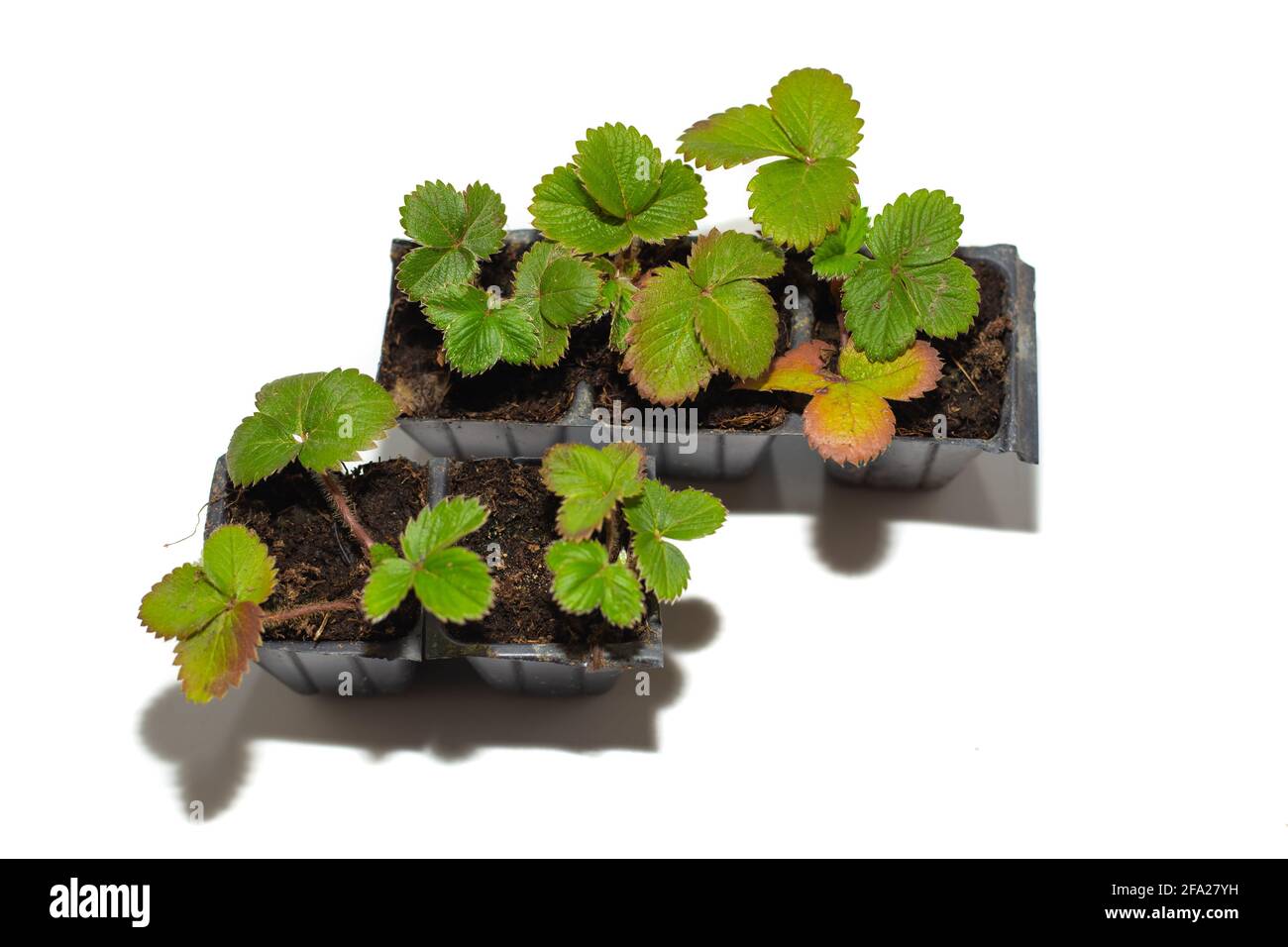 Strawberries growing soil Cut Out Stock Images & Pictures Alamy