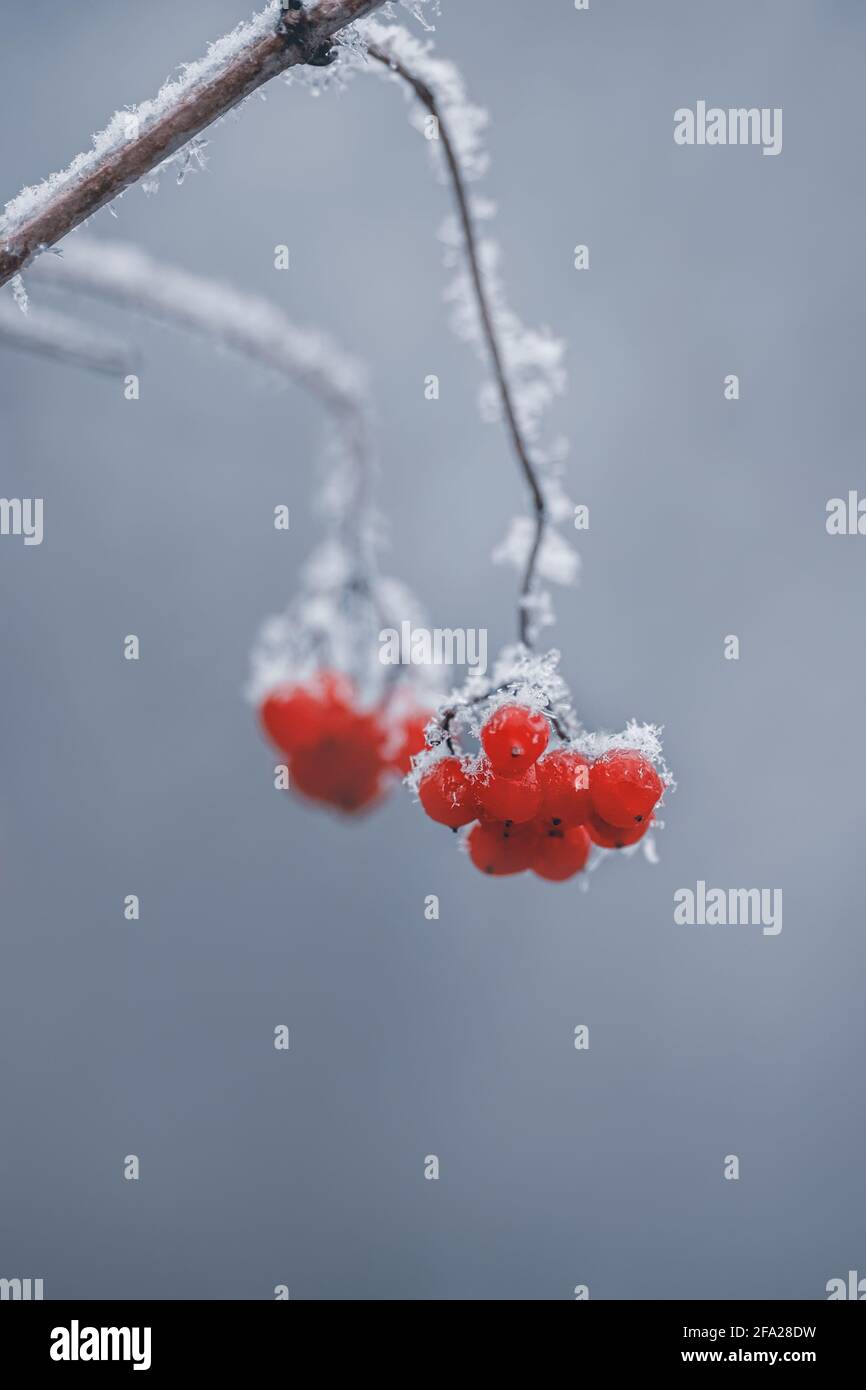 Branch of rowan with red berries covered with snow Stock Photo