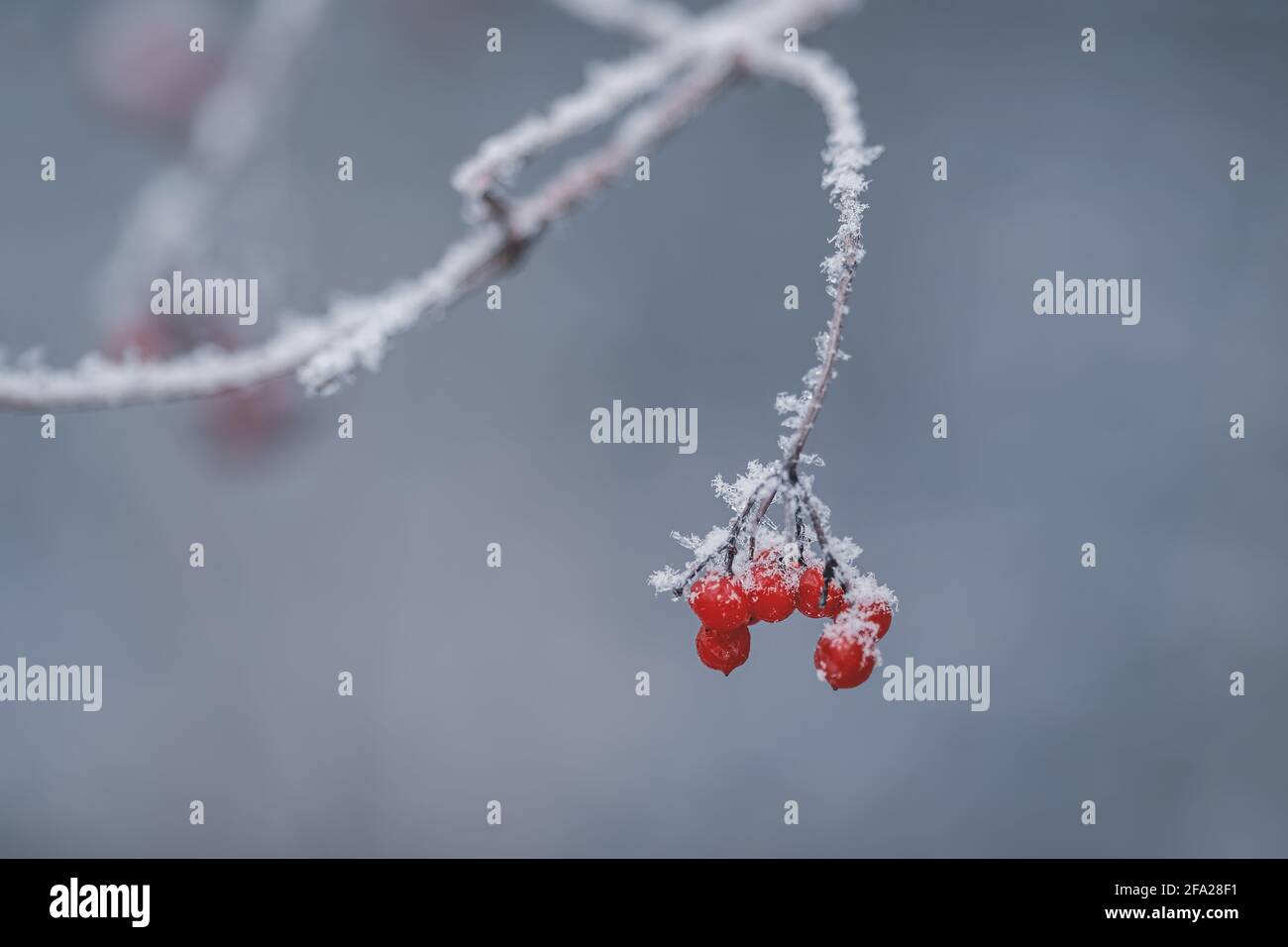 Branch of rowan with red berries covered with snow Stock Photo