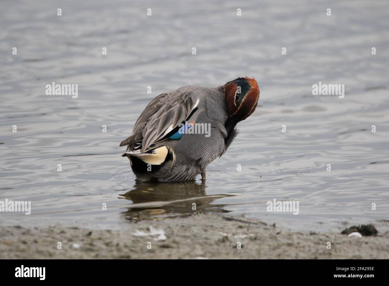 Male Teal, (Anas crecca) on a lake in the Münster Rieselfelder, Germany Stock Photo