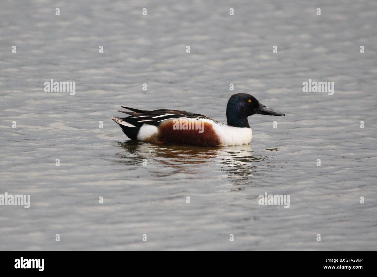 Male Shoveler (Anas clypeata) on a lake in the Münster Rieselfelder, Germany Stock Photo