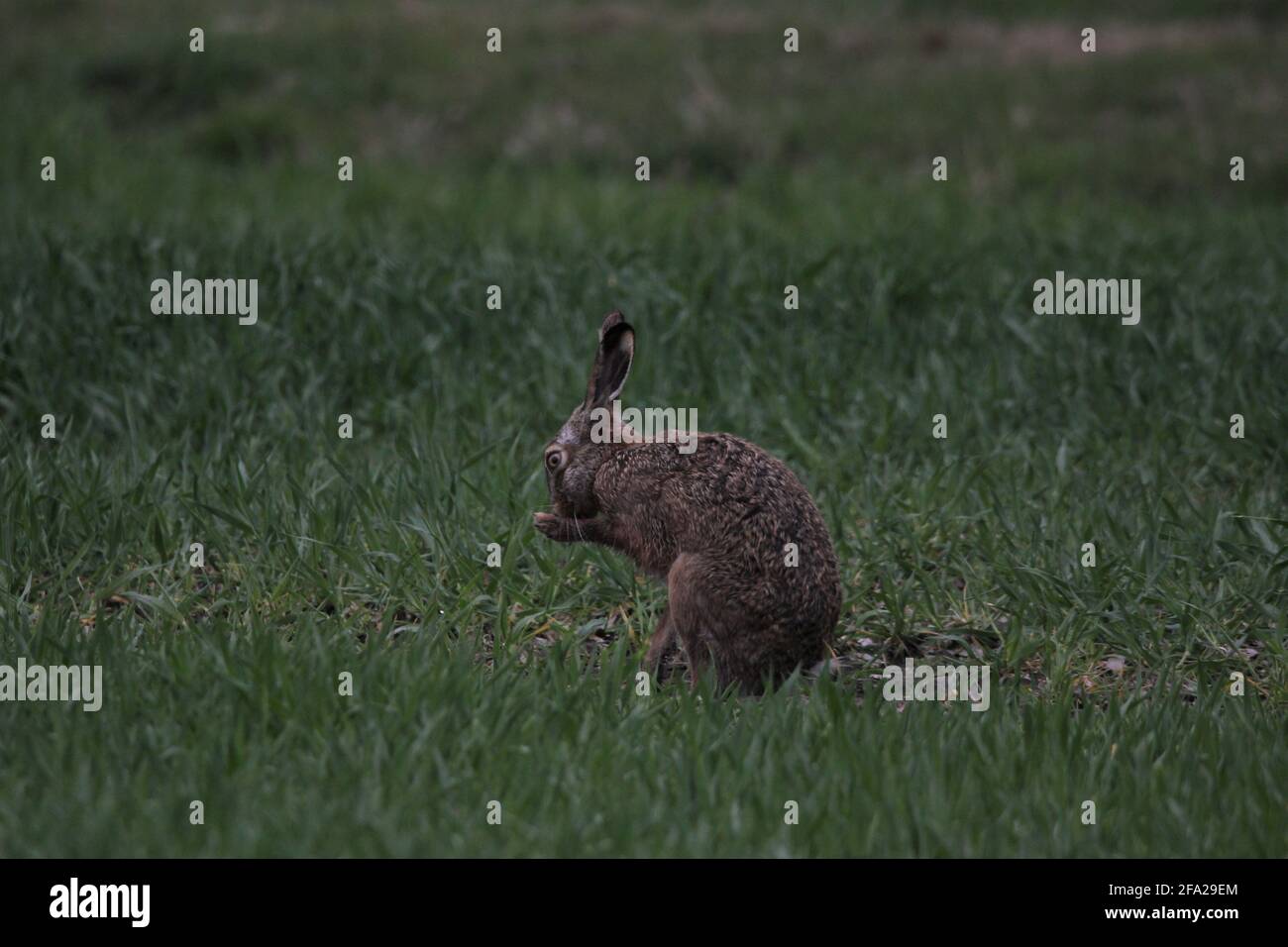 European Hare (Lepus europaeus) on a meadow near Reken, Germany Stock Photo
