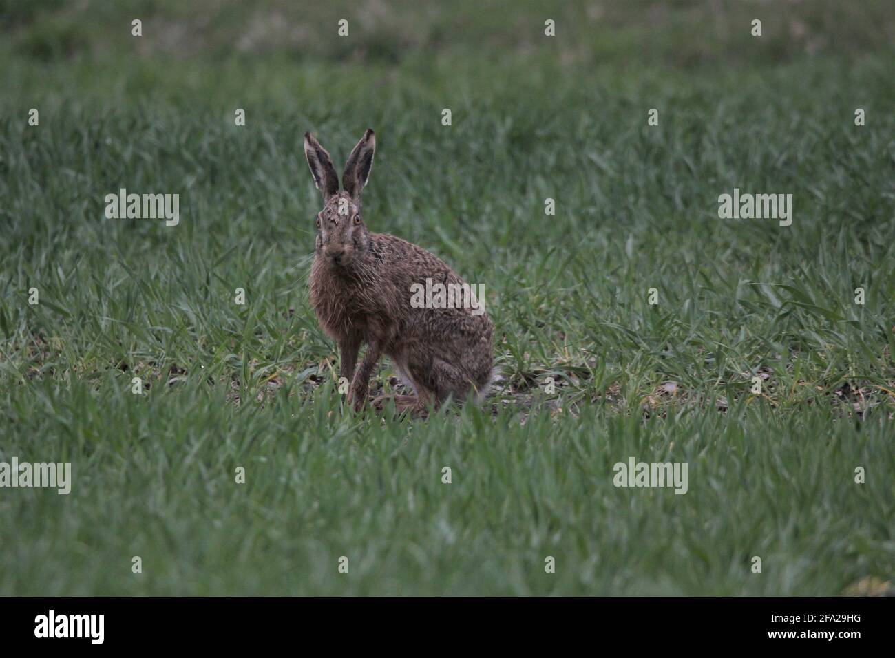European Hare (Lepus europaeus) on a meadow near Reken, Germany Stock Photo