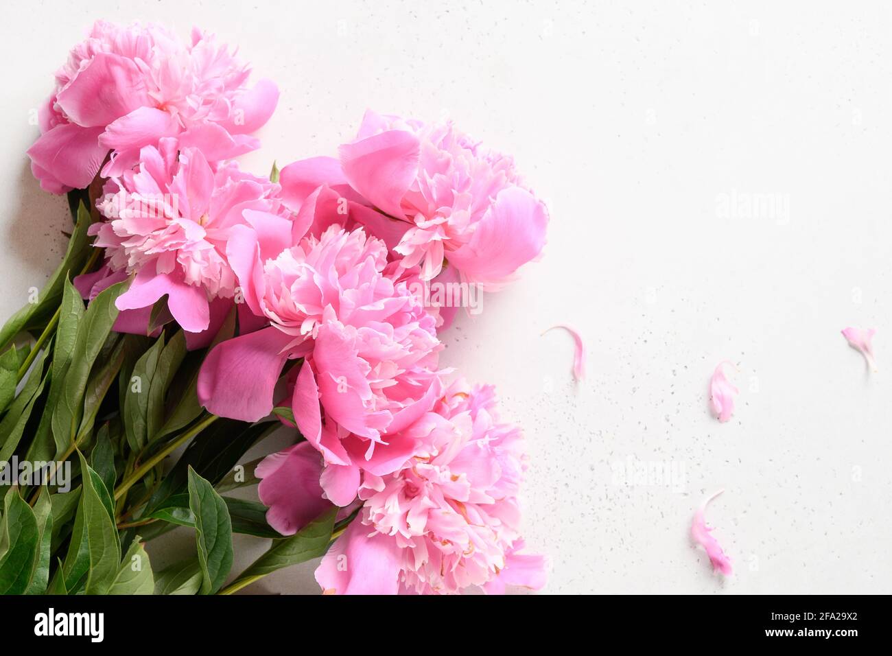 Bouquet of beautiful pink peony flowers on white background. Copy space. View from above. Festive greeting card with peony for weddings, happy women's Stock Photo