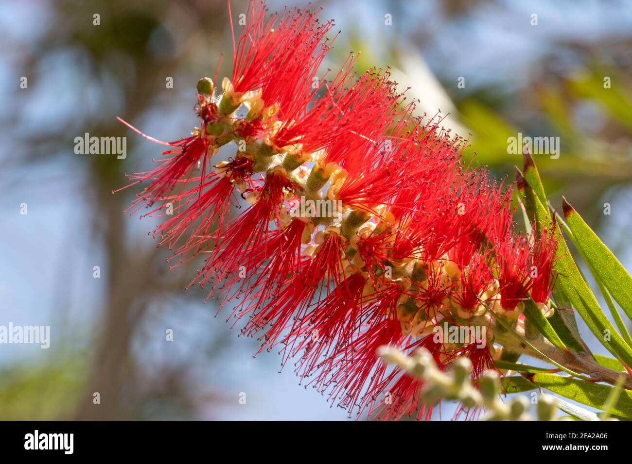 Bright red flower the stiff bottlebrush (callistemon rigidus) close up