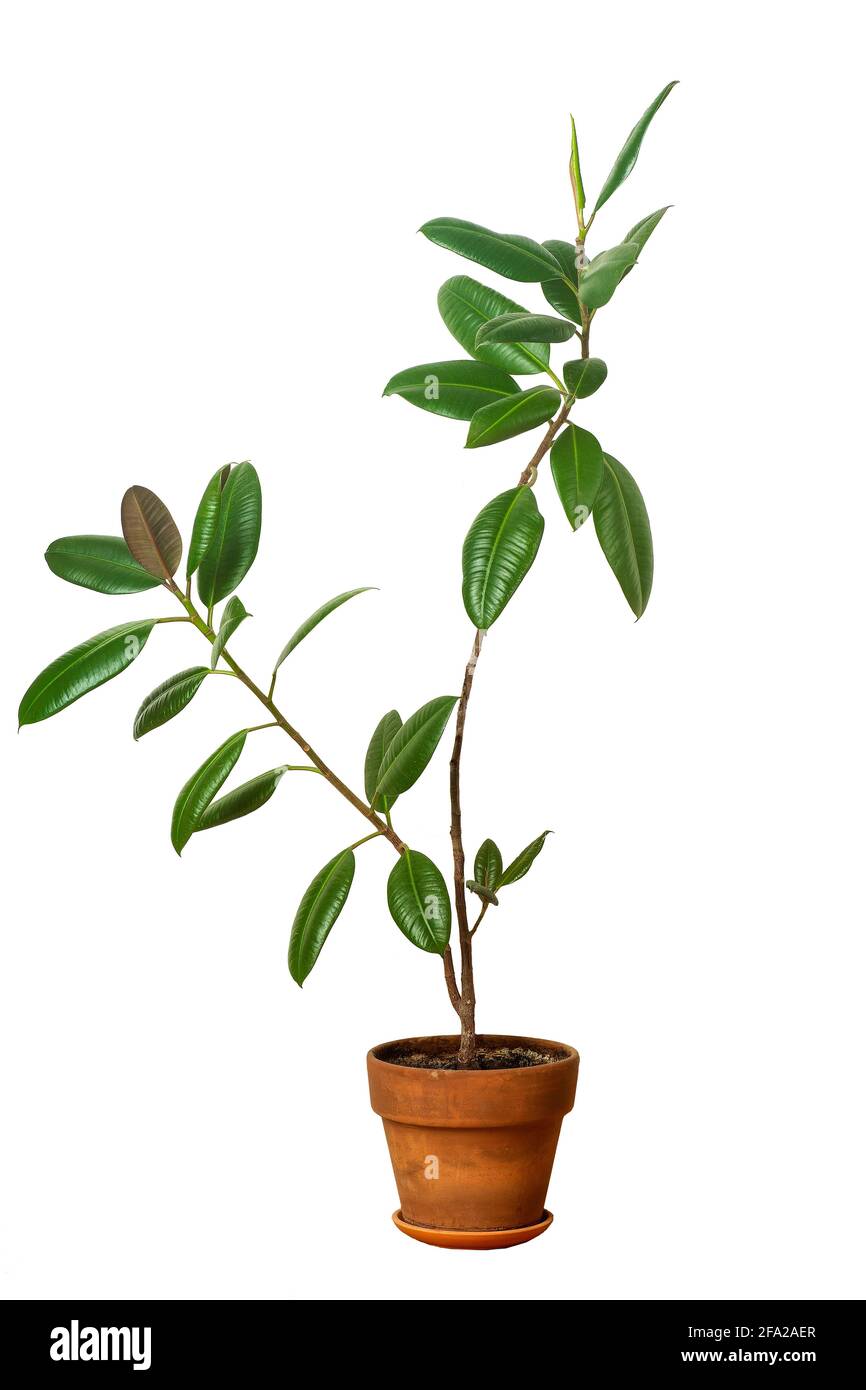 Home plant ficus in a clay pot isolated. Ficus flower on the white background . High quality photo Stock Photo