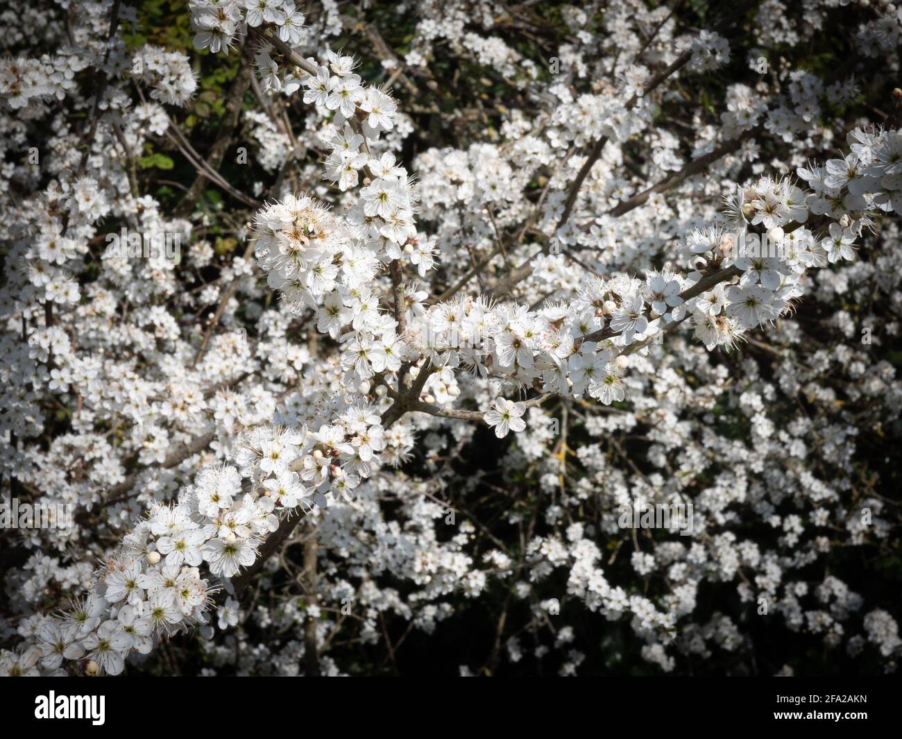 Hawthorn blossom on a spring morning in Wiltshire, UK. Stock Photo