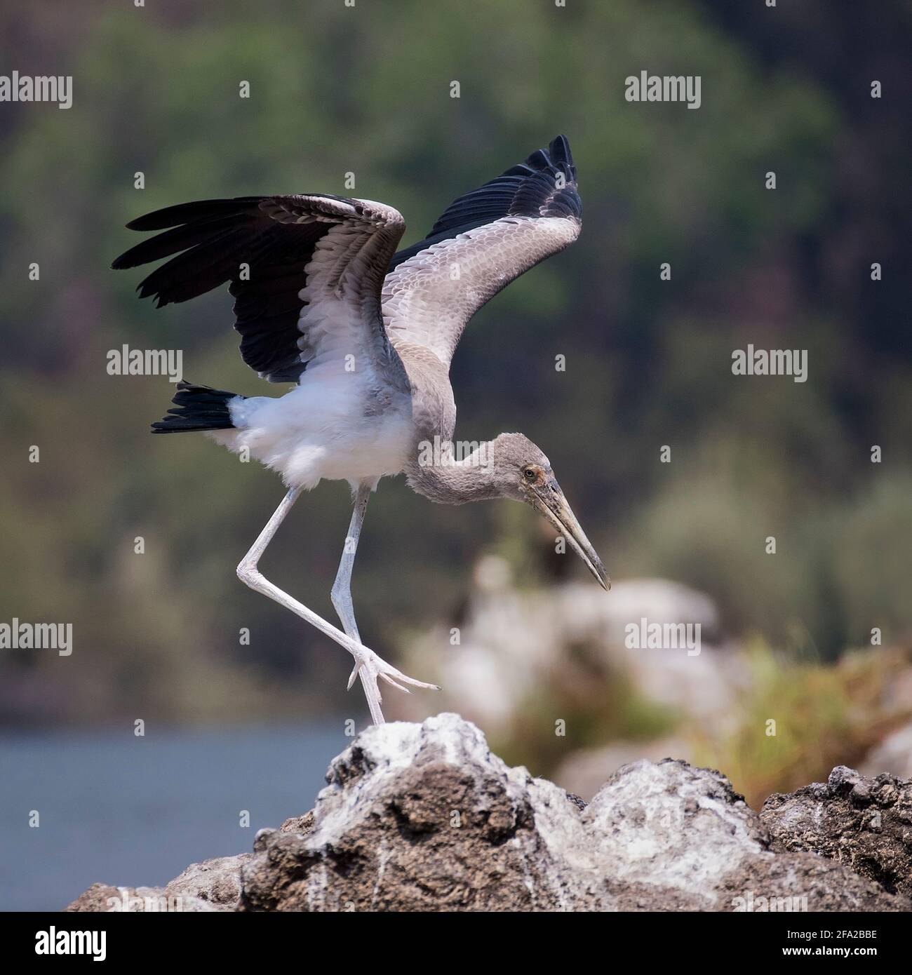 Birds of Africa Stock Photo Alamy