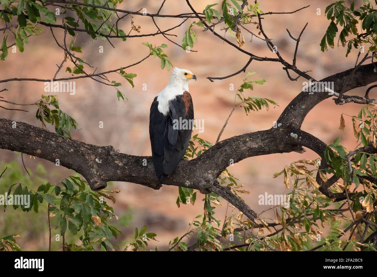 Birds of Africa Stock Photo