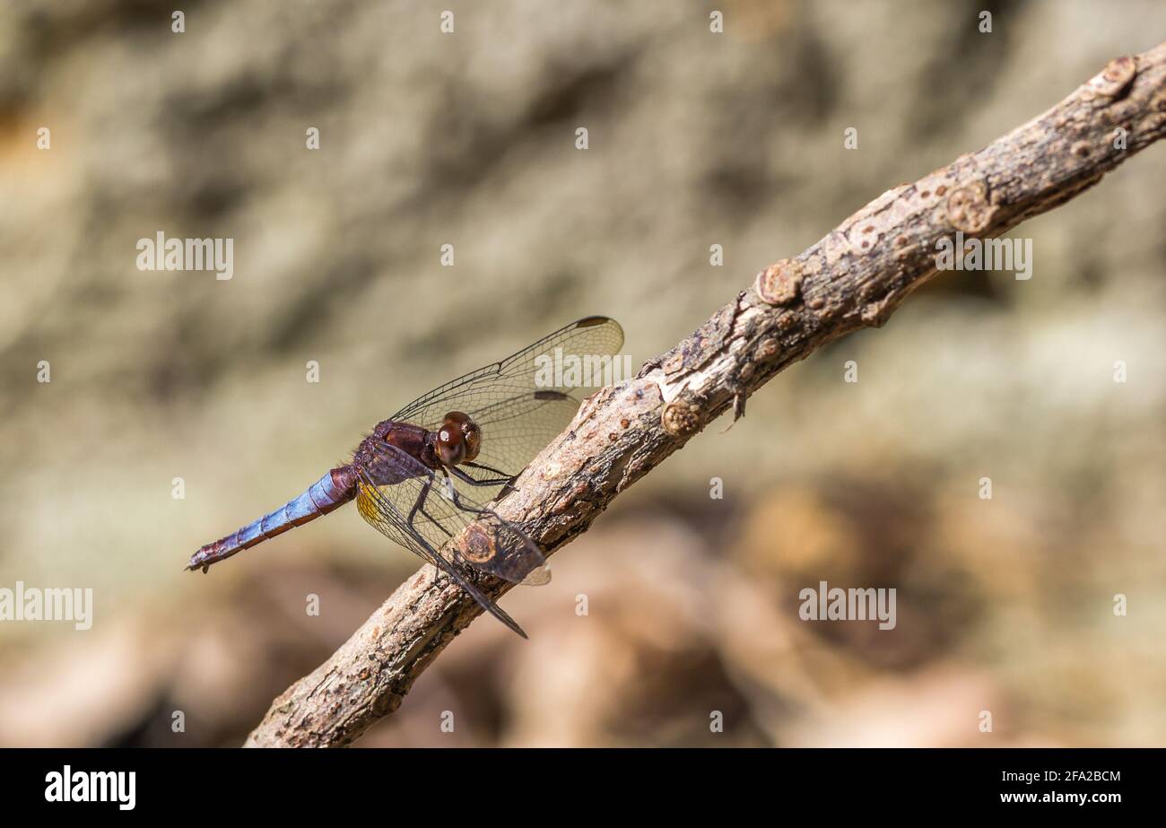 Selective focus shot of a dragonfly on a stick Stock Photo - Alamy