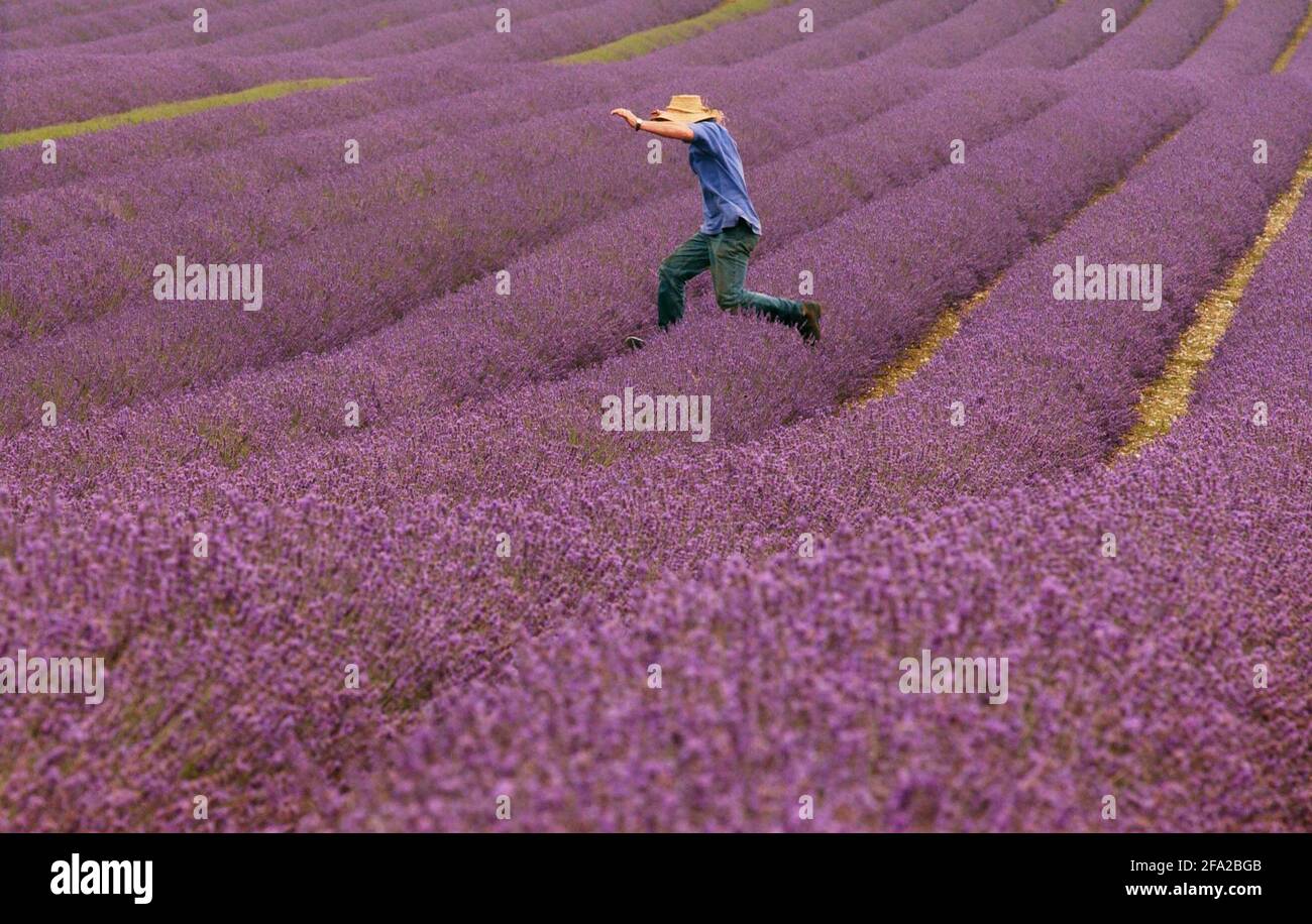 WILLIAM ALEXANDER IN ONE OF HIS LAVENDER FIELDS AT HIS FARM IN KENT.13/7/04 PILSTON Stock Photo