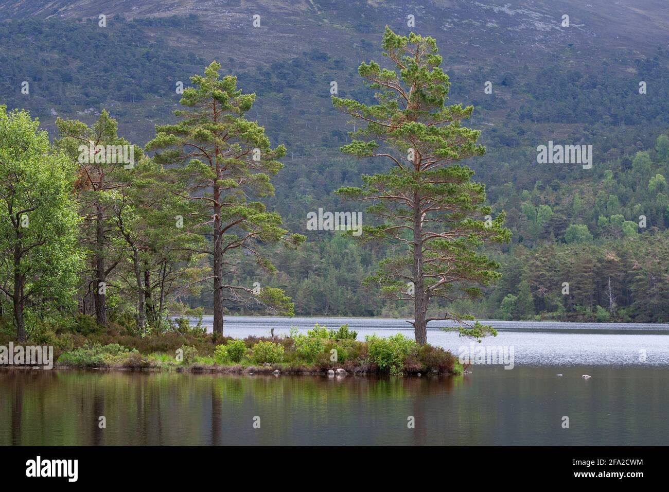 Scots Pines, Pinus sylvestris, on the edge of Loch an Eilein, Rothiemurchus Estate, The Highlands, Scotland, UK. Stock Photo