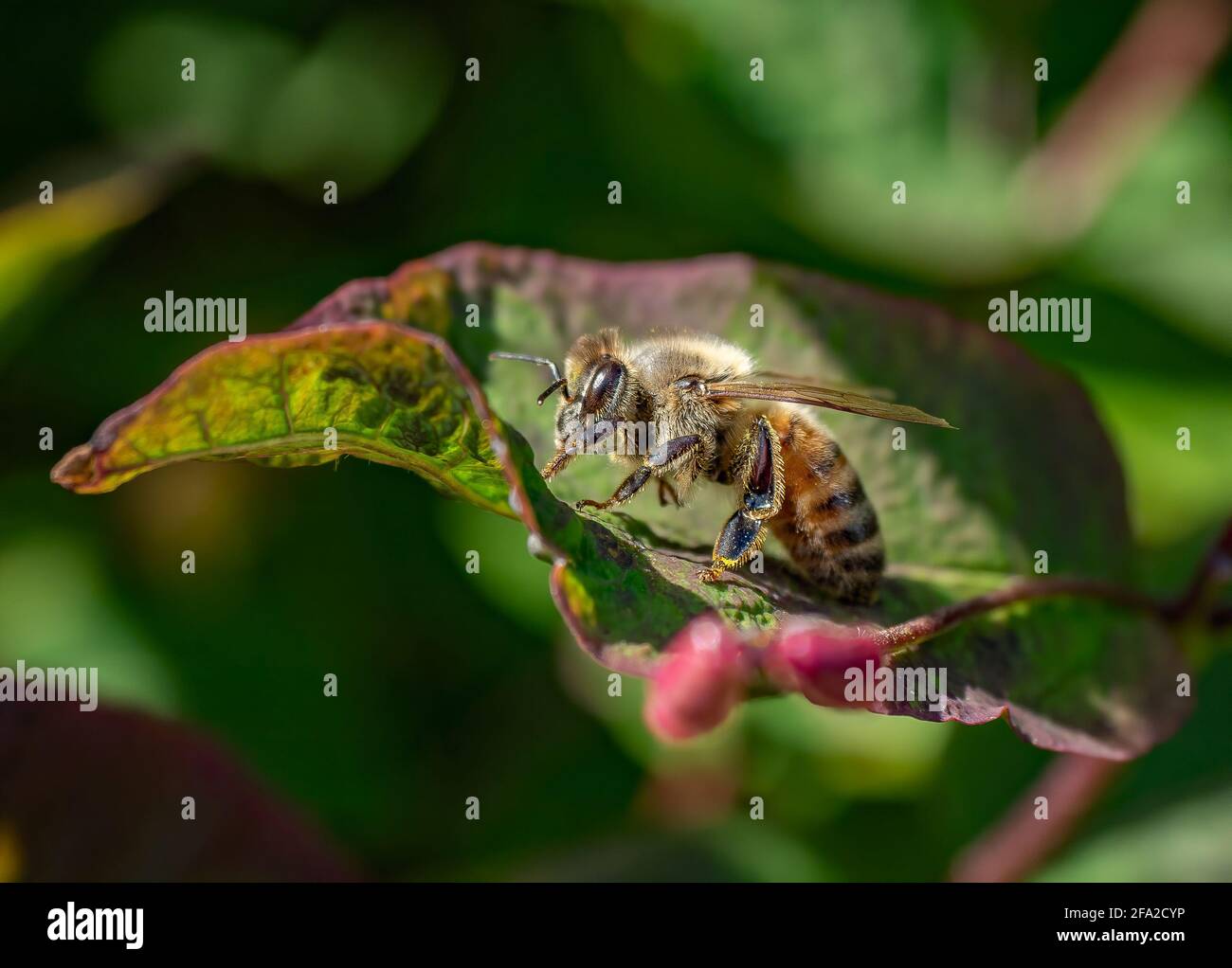 European Honeybee grooming itself from pollenbuild up on a beautiful vibrant green leaf Stock Photo