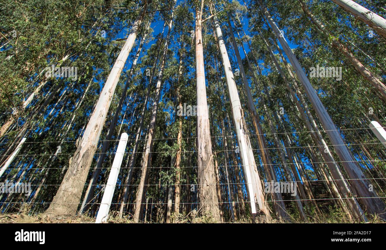 Low angle shot of tall trees in a forest Stock Photo - Alamy