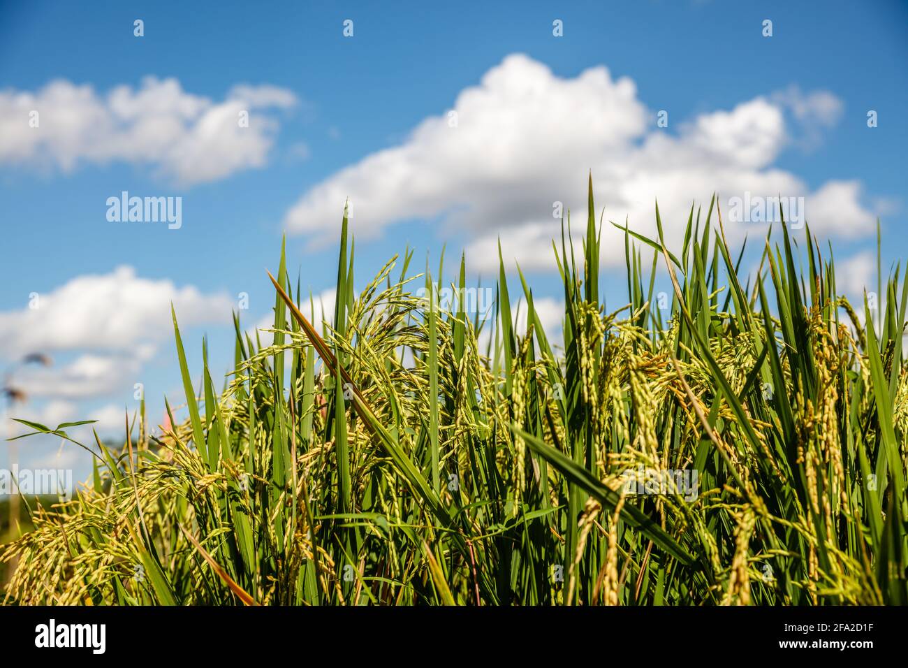 Rice field with ripe rice ready for harvesting. Blue sky with white clouds. Bali, Indonesia Stock Photo