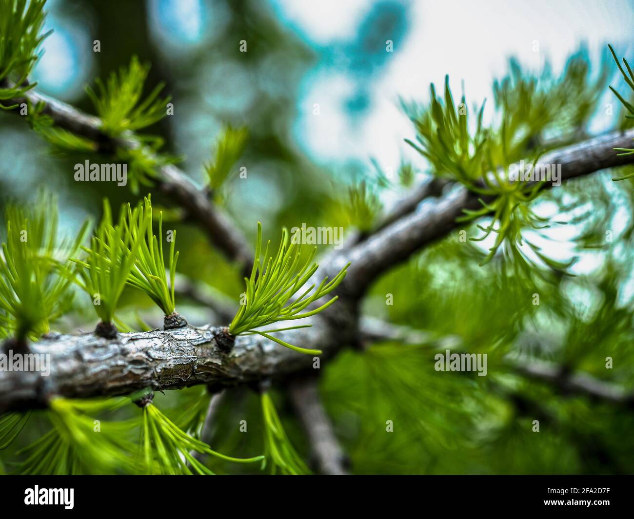 fresh needles sprouting on a Dahurian larch Stock Photo