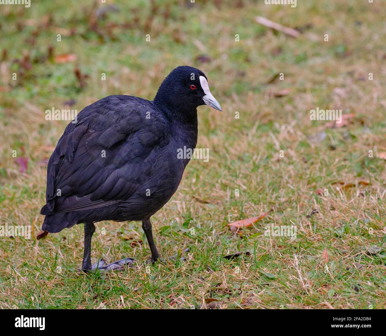 Australian Coot Stock Photo