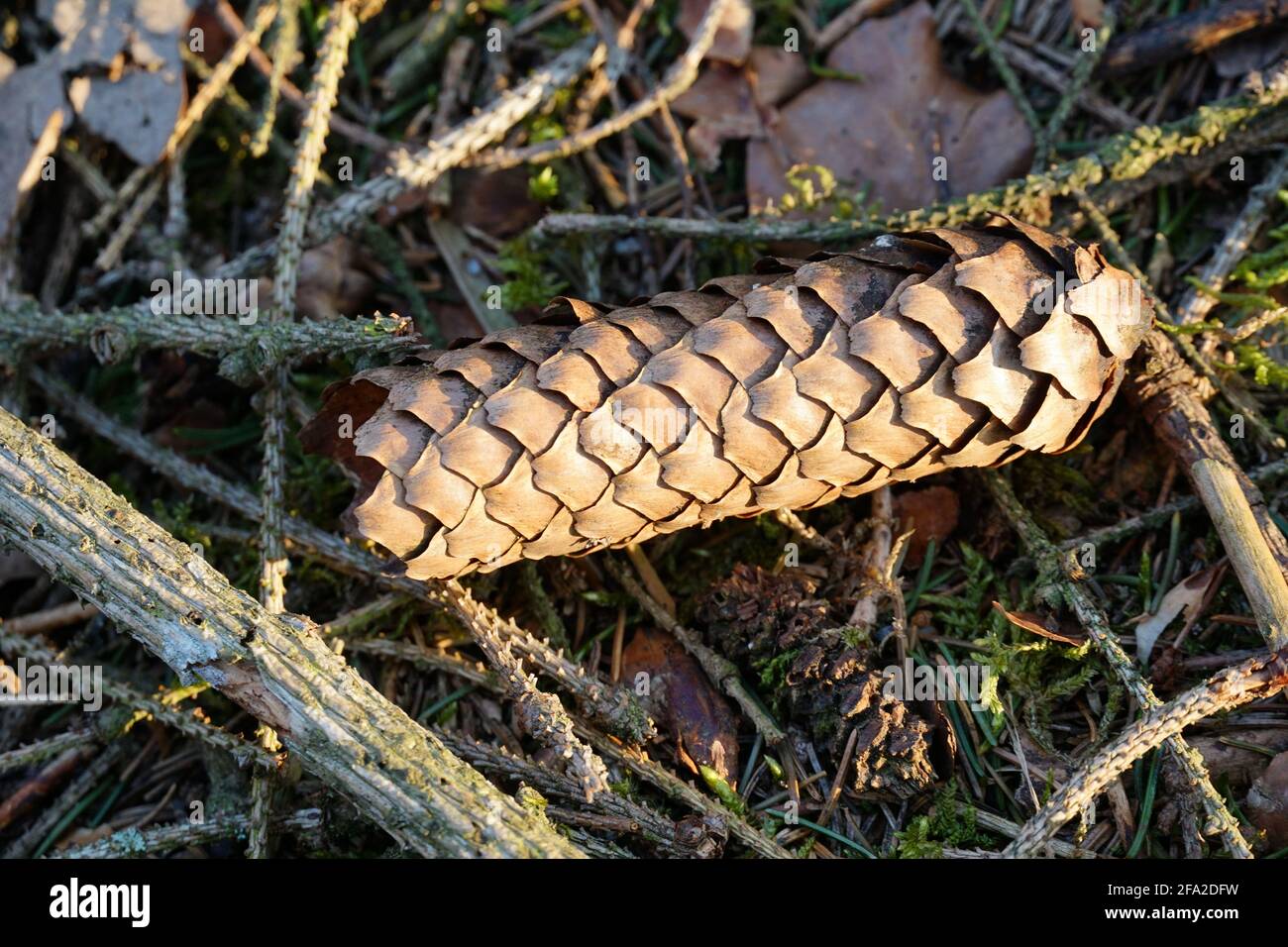 Selective closeup shot fallen hi-res stock photography and images - Alamy