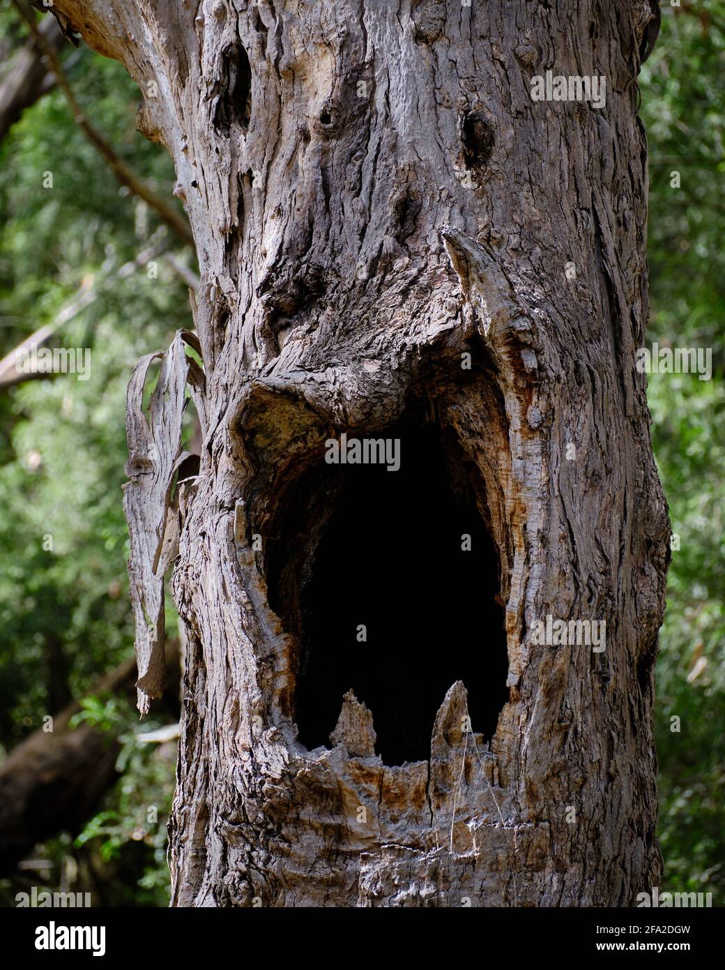 With his mouth scream hi-res stock photography and images - Alamy