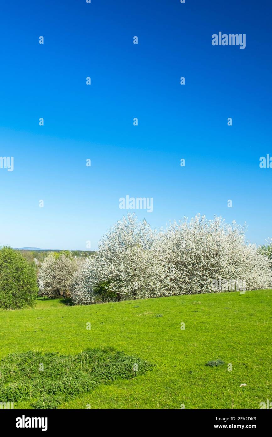 Fruit tree with grass flowers cherry blossom with blue sky hi-res stock ...