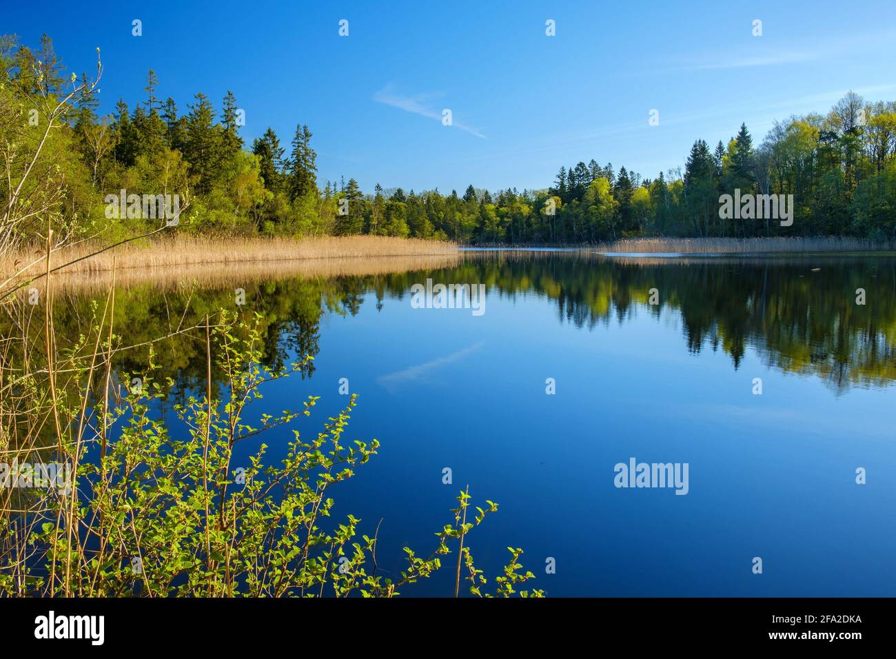 Beautiful forest lake sunny hi-res stock photography and images - Alamy