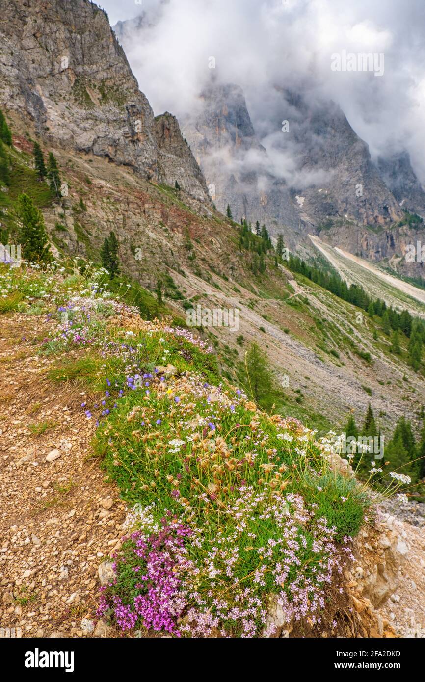 High altitude flowering plant hi-res stock photography and images - Alamy
