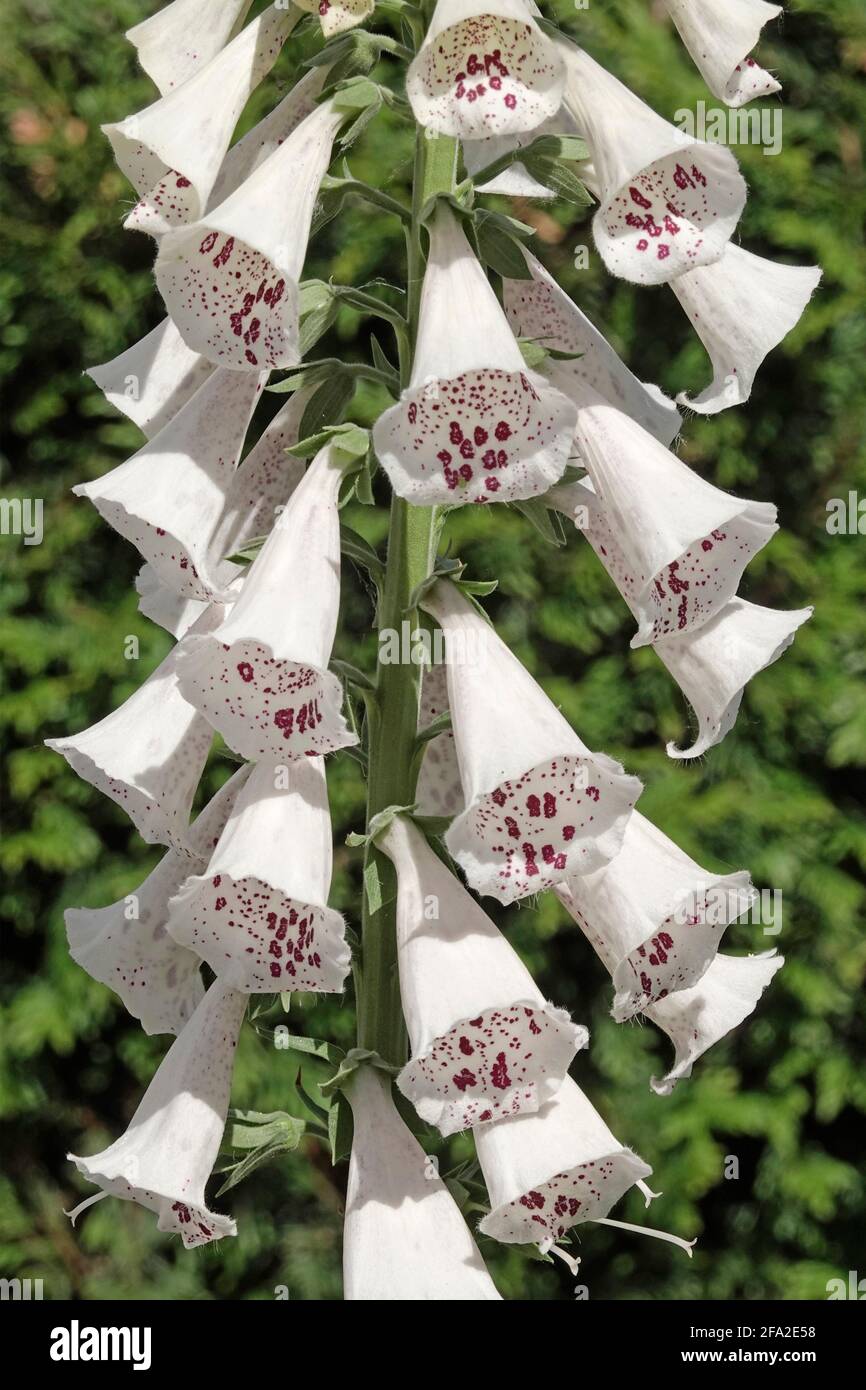 Close up Digitalis Purpurea or common foxglove flower with white cream bell shaped down facing blooms a popular monocarpic garden biennial plant in UK Stock Photo