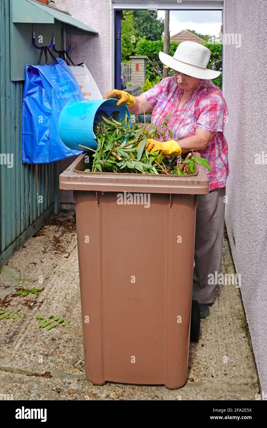Close up mature senior old woman emptying green gardening plant cuttings waste into paid for brown recycling wheelie bin household recycle sacks UK Stock Photo
