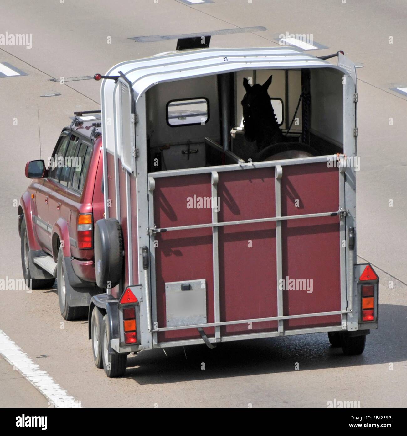 Back view of open back above tail gate image of horse inside a two berth horse box trailer transport car towing & driving along UK motorway England Stock Photo