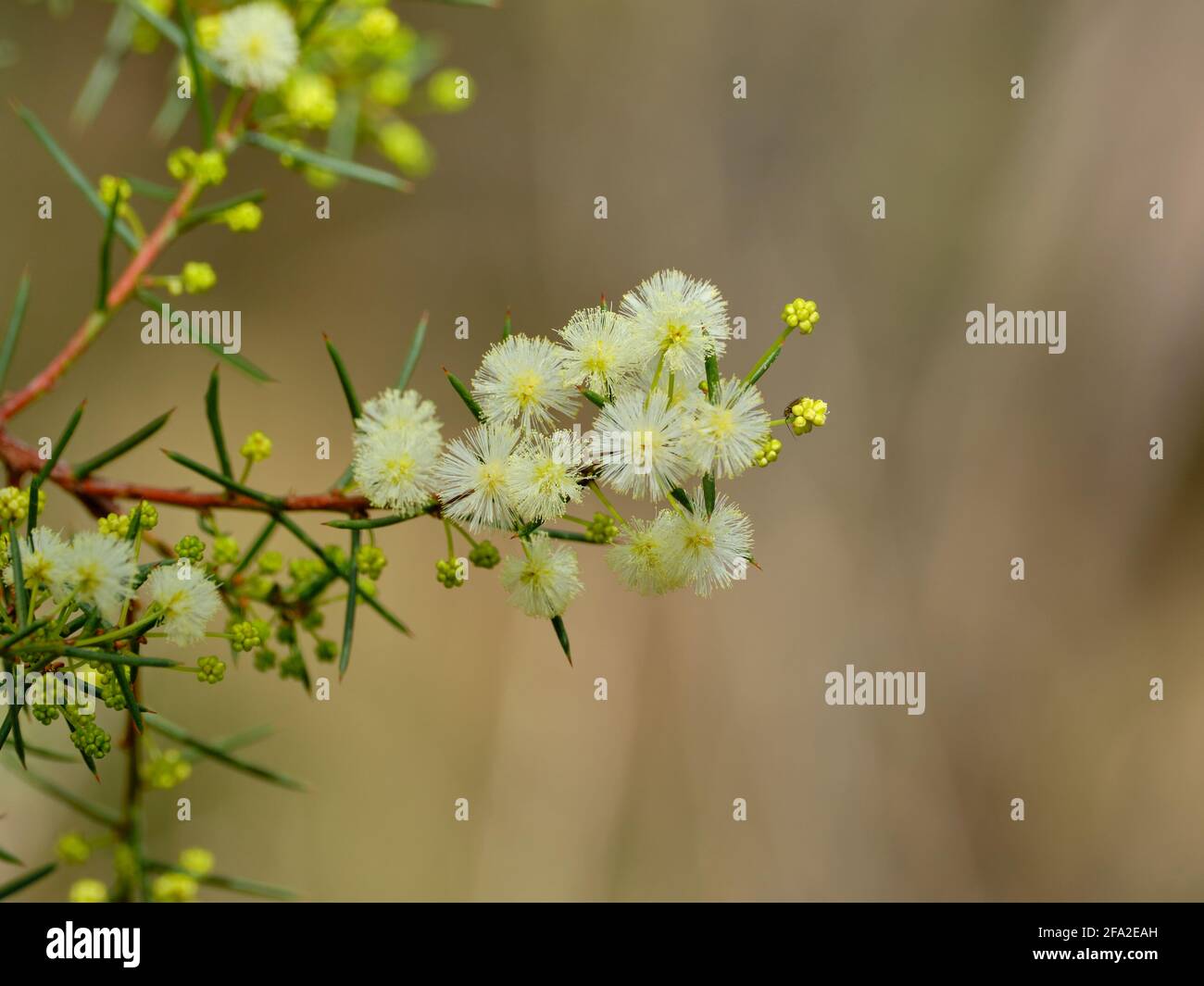 Early Wattle Flowers Stock Photo