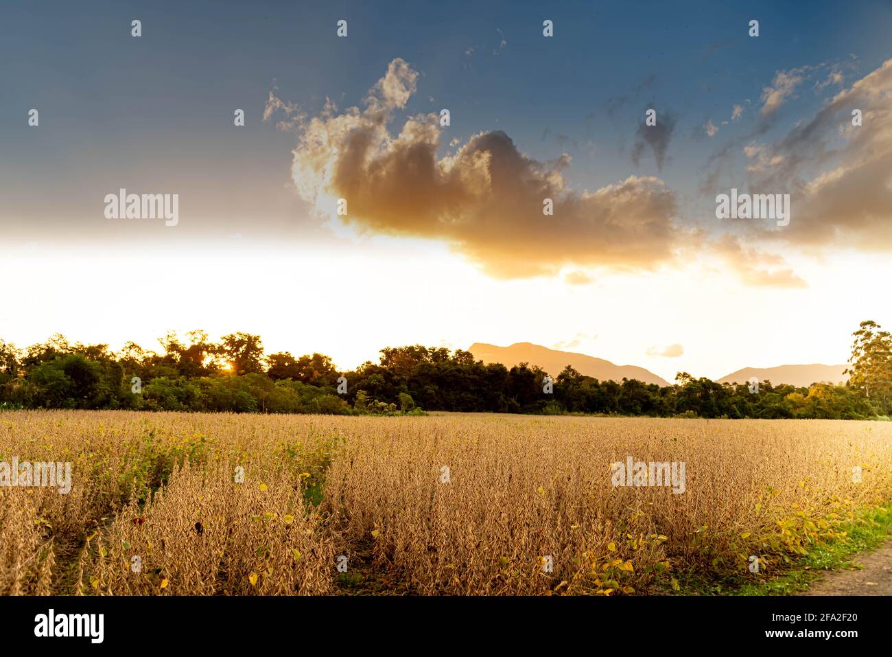 Soybean plantation in the harvest stage in contrast to the sunset light