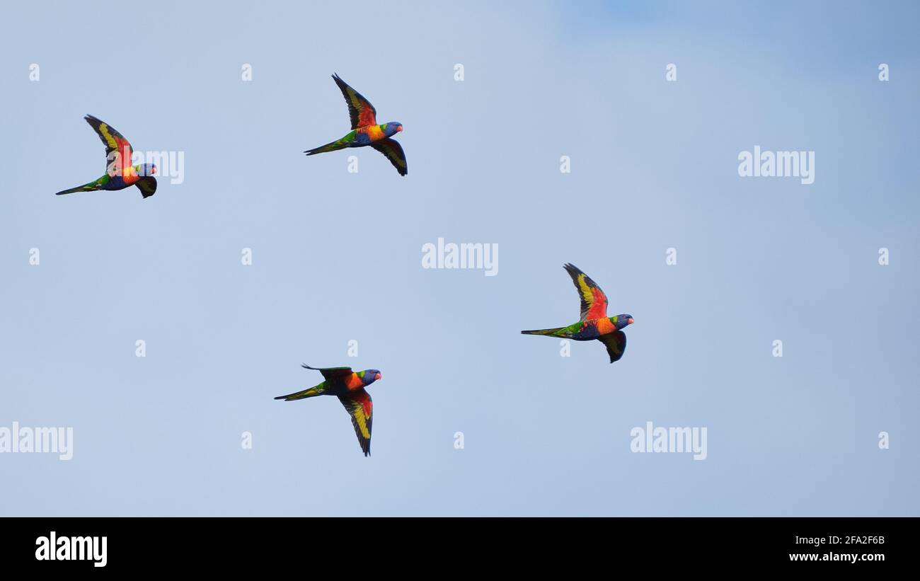 Full Colour Formation Flying Stock Photo