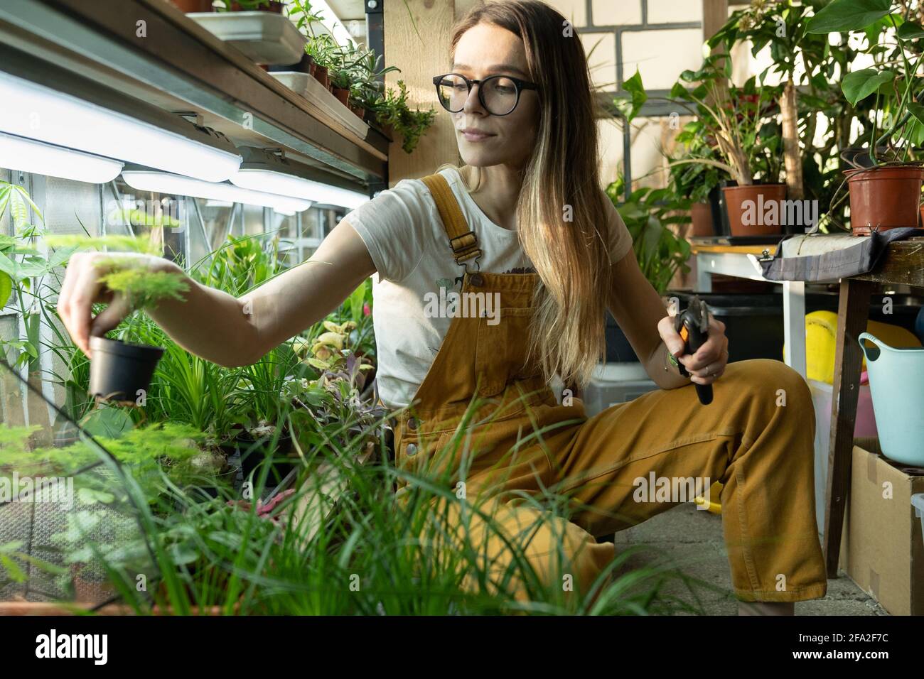 Girl florist work in greenhouse with plants for home garden, flower shop. Woman gardener in orangery Stock Photo