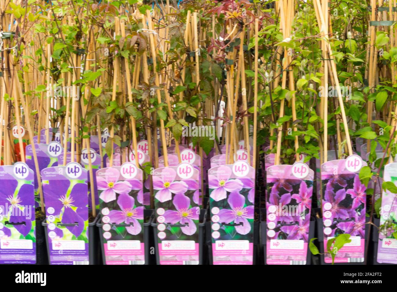 Climbing plants - Clematis in the garden center display Stock Photo
