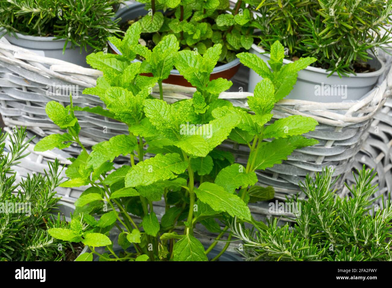 Spearmint plant growing in pot, garden herbs in basket Mentha spicata Mint and other perennial herbs Stock Photo