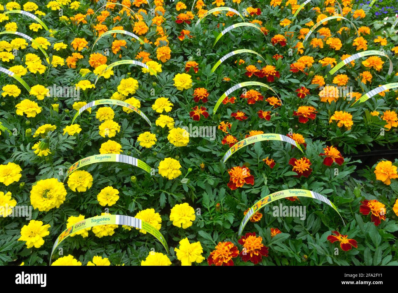 French marigold display spring bedding plants for sale in garden centre ...