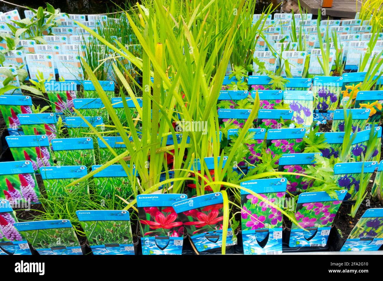 Young perennial plants display for sale in a garden center in pots and labeled Stock Photo