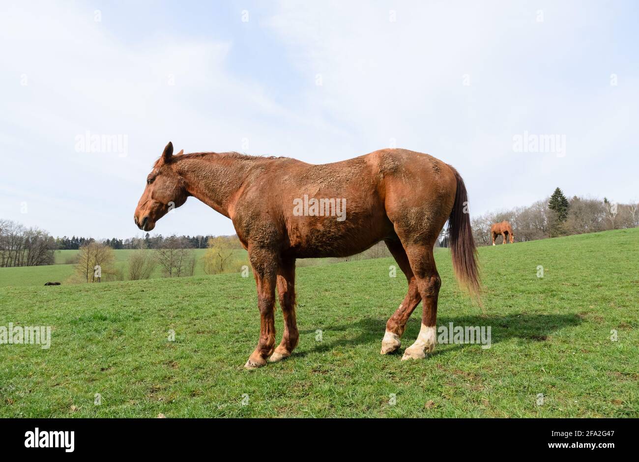 Domestic horse (Equus ferus caballus) standing on a pasture in the countryside, dozing with eyes closed, Germany, Europe Stock Photo