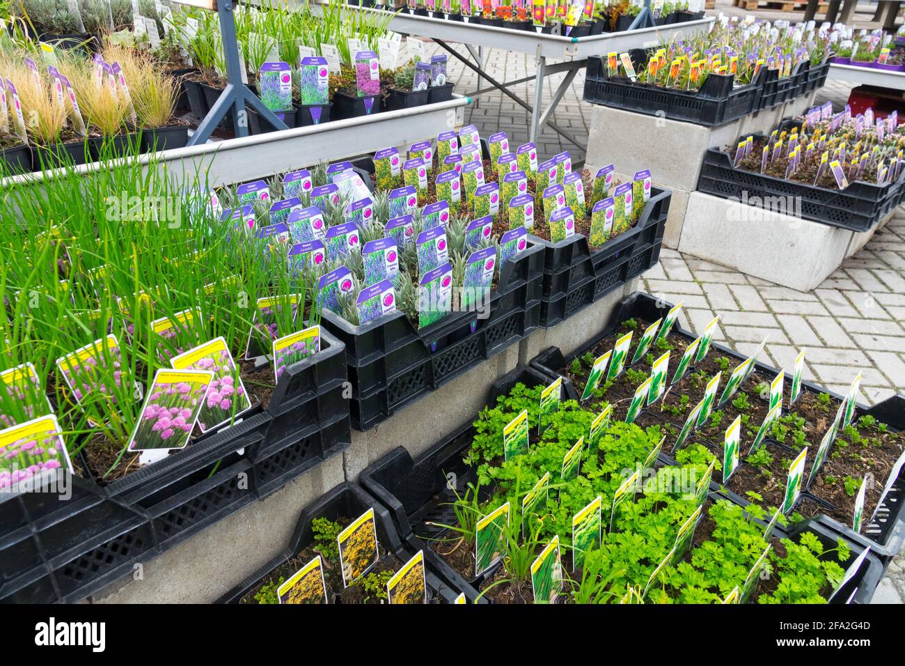 Perennial seedlings in crates for sale in display, garden center plants potted, spring gardening Stock Photo