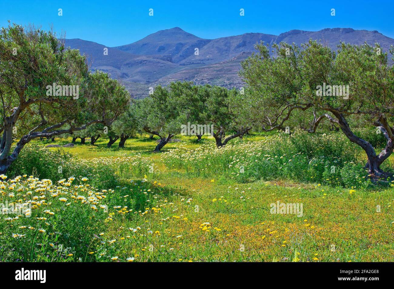 Blooming field with olive trees, Crete island Stock Photo - Alamy